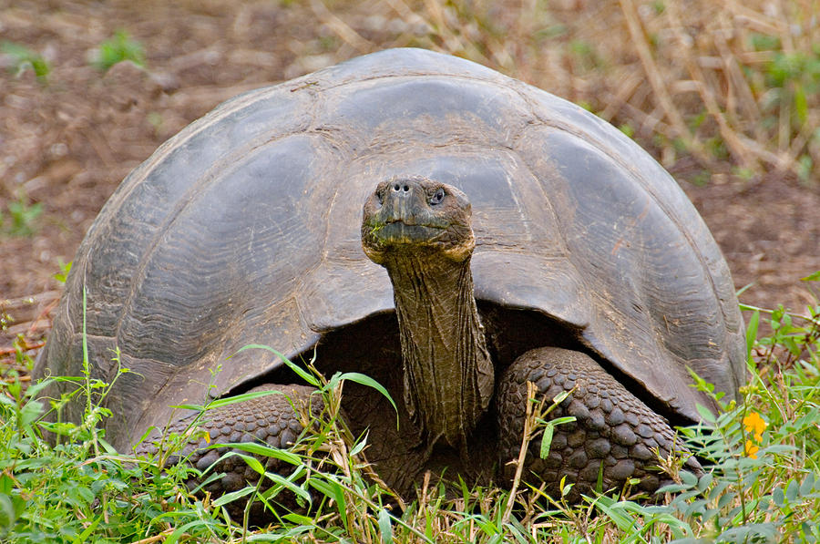 Close-up Of A Galapagos Giant Tortoise Photograph by Panoramic Images ...