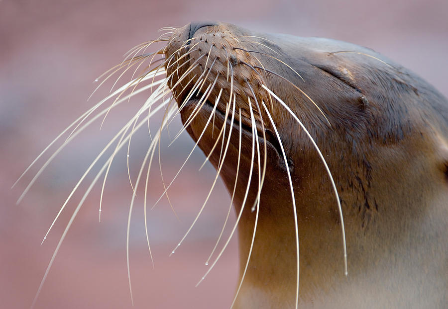 Wildlife Photograph - Close-up Of A Galapagos Sea Lion by Panoramic Images