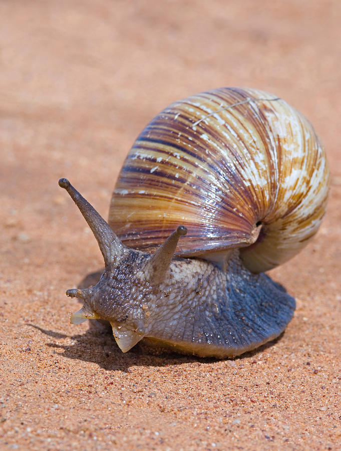 Tarangire National Park Photograph - Close-up Of A Giant African Land Snail by Panoramic Images