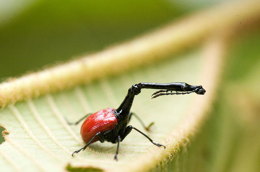 Close-up Of A Giraffe Weevil Photograph by Panoramic Images - Fine Art ...