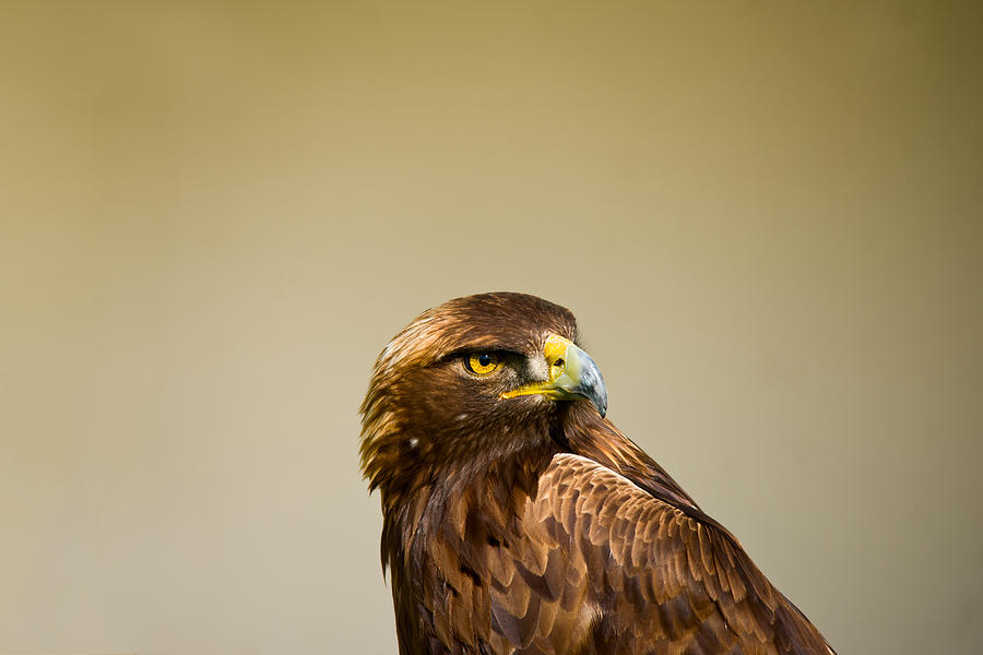 Wildlife Photograph - Close-up Of A Golden Eagle Aquila by Panoramic Images
