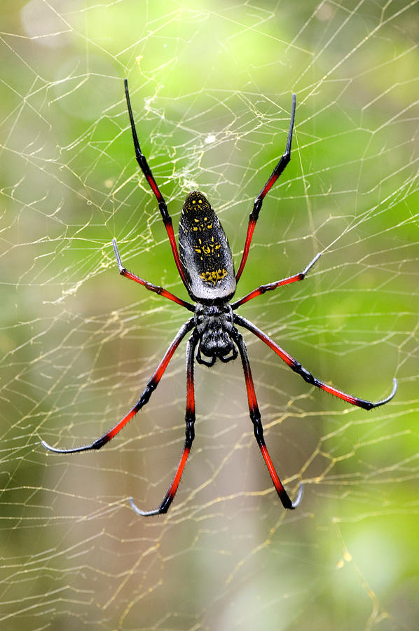 Spider Photograph - Close-up Of A Golden Silk Orb-weaver by Panoramic Images