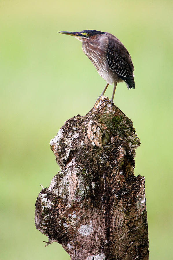 Wildlife Photograph - Close-up Of A Green Heron Butorides by Panoramic Images