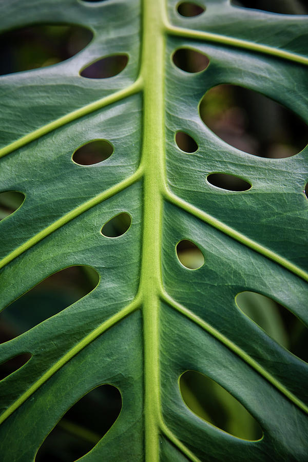 Close Up Of A Green Leaf With Holes Photograph by Scott Mead