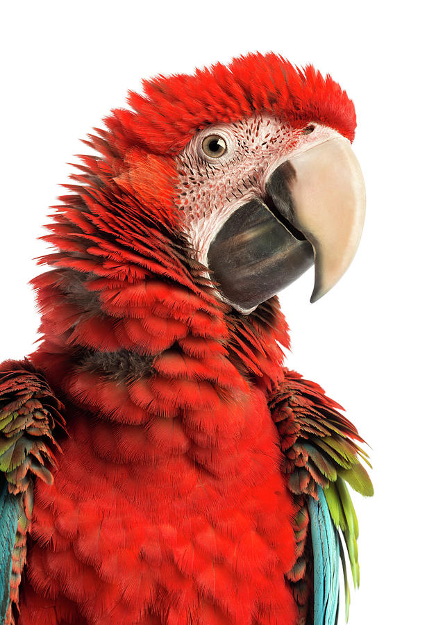 Close-up Of A Green-winged Macaw Photograph by Life On White