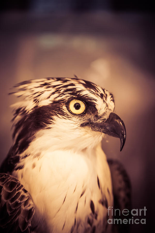 Falcon Photograph - Close up of a hawk bird by Edward Fielding