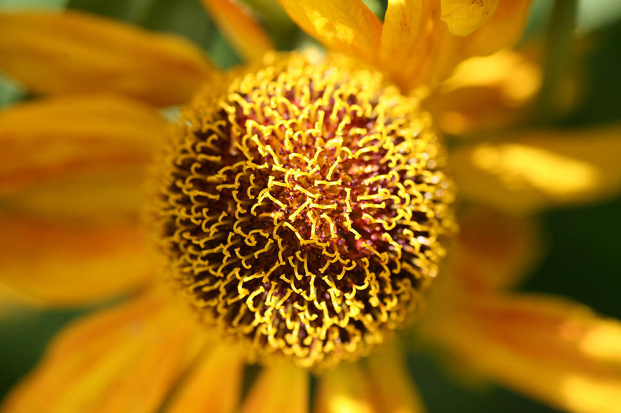 Close up of a helianthus flower Photograph by John Keates