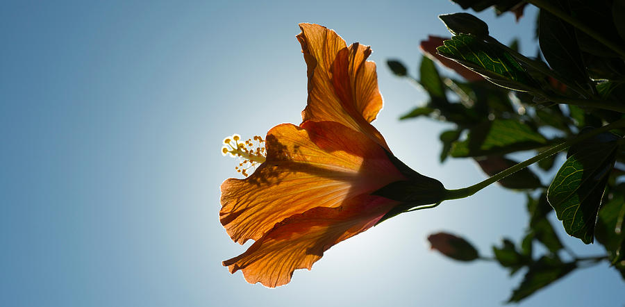 Nature Photograph - Close-up Of A Hibiscus Flower In Bloom by Panoramic Images