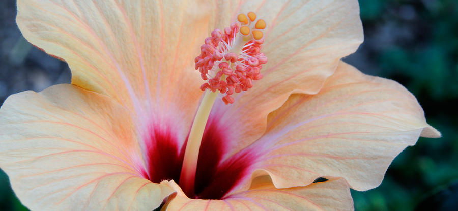 Nature Photograph - Close-up Of A Hibiscus Flower, Pinole by Panoramic Images