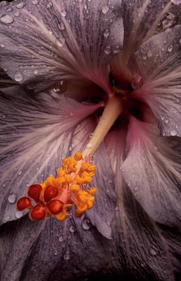 Close Up Of A Hibiscus Flower Photograph by Scott Mead