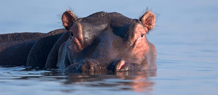 Hippopotamus Photograph - Close-up Of A Hippopotamus Submerged by Panoramic Images