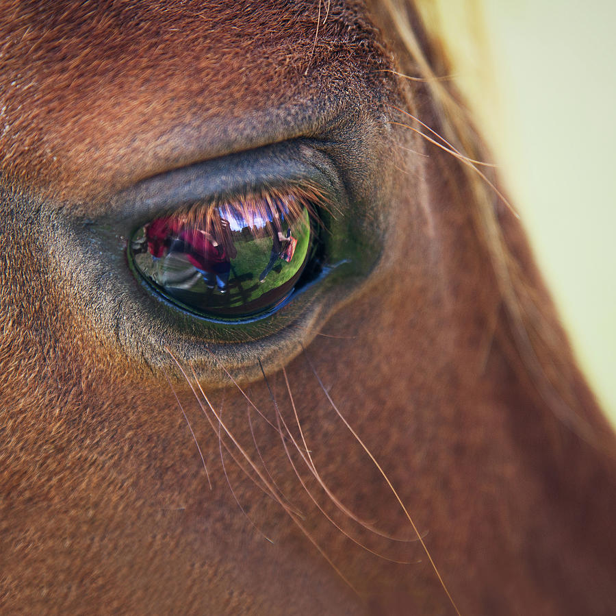 Close-up Of A Horse Eye Photograph by Elisa Voros