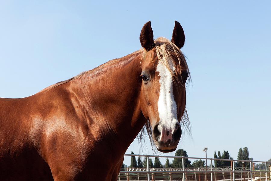 Chestnut Photograph - Close Up Of A Horse by Photostock-israel Chestnut Photograph - Close Up Of A Horse by Photostock-israel