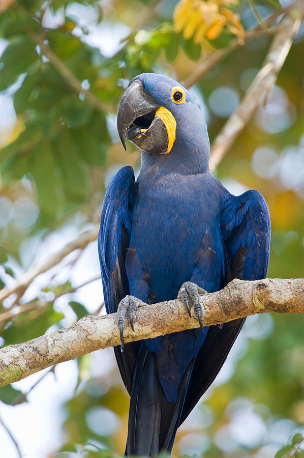 Macaw Photograph - Close-up Of A Hyacinth Macaw by Panoramic Images