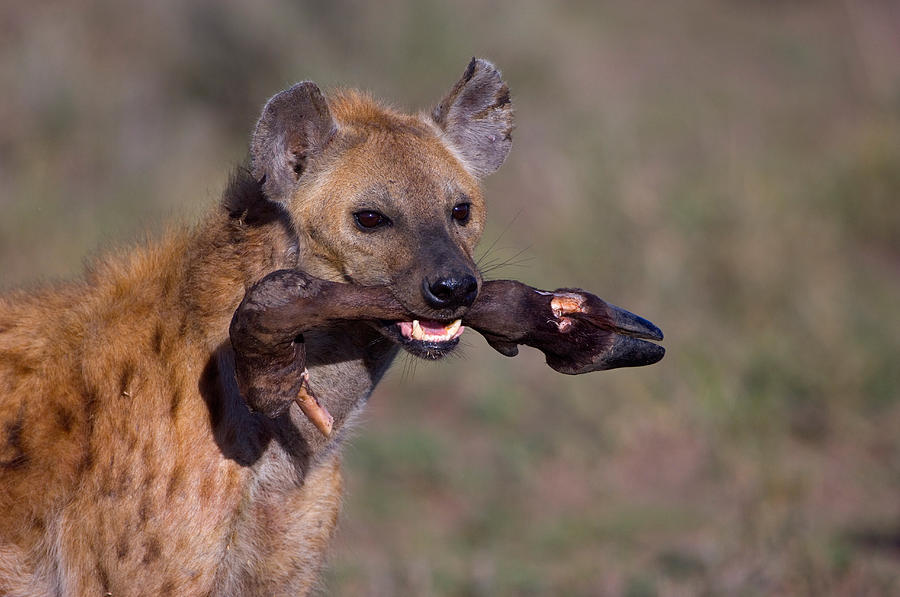 Wildlife Photograph - Close-up Of A Hyena Holding by Panoramic Images