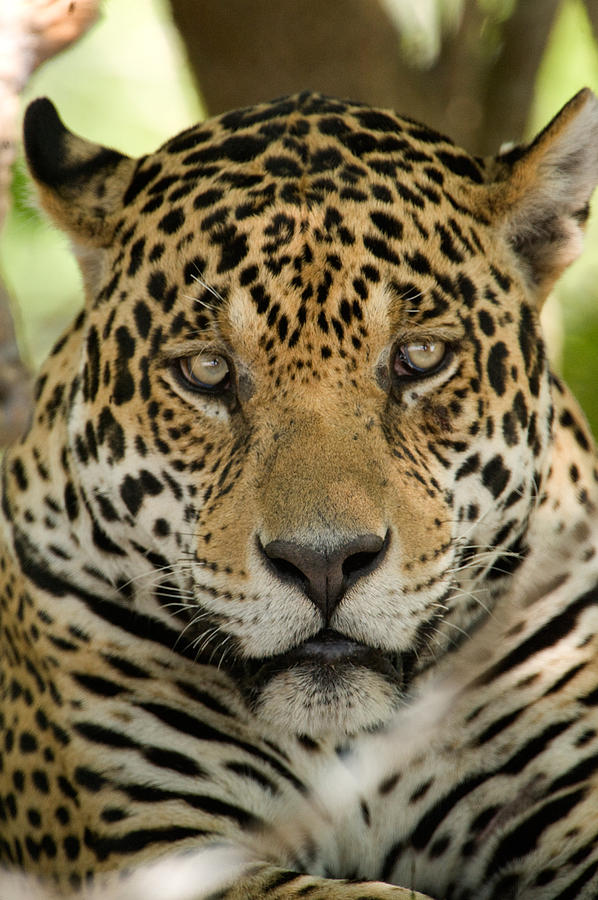 Close-up Of A Jaguar Panthera Onca Photograph by Panoramic Images