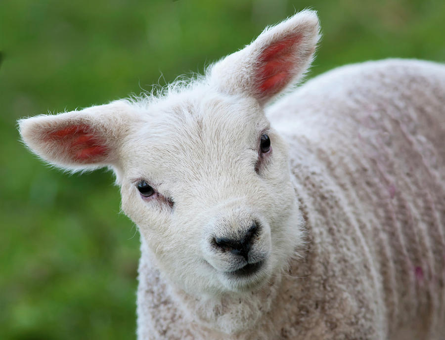 Close Up Of A Lamb Northumberland Photograph by John Short - Fine Art ...