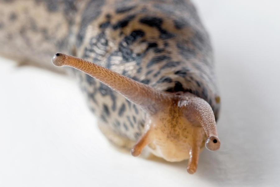 Close Up Of A Large Slug Photograph by Karsten Moran - Fine Art America