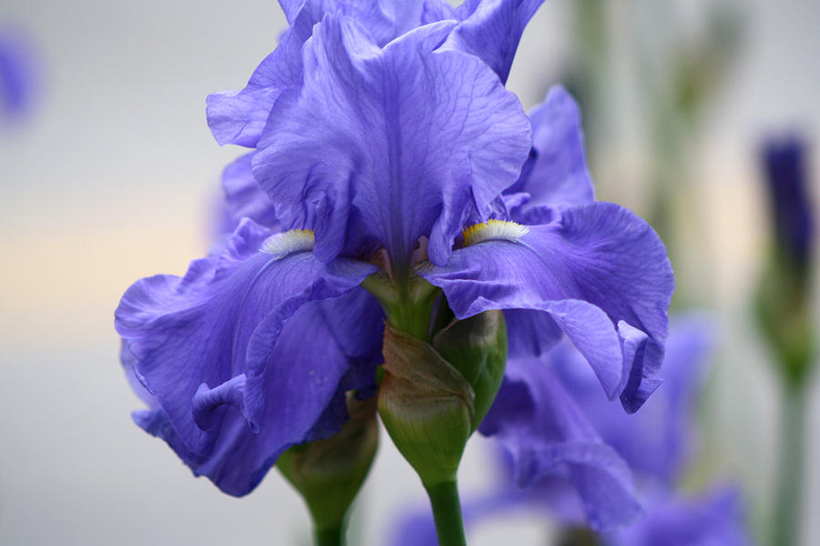 Close Up of a Lavender Iris Digital Art by Michele Wilson