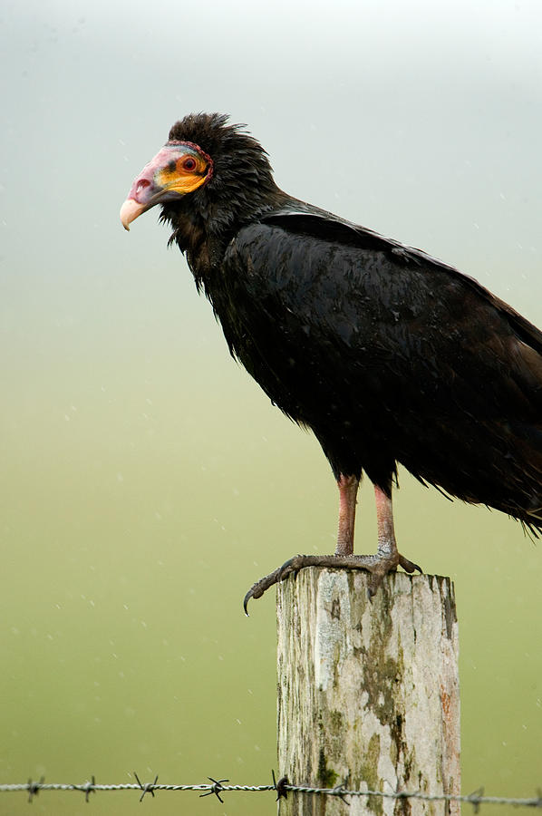 Vulture Photograph - Close-up Of A Lesser Yellow-headed by Panoramic Images