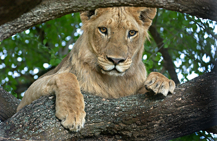 Close-up Of A Lion, Lake Manyara Photograph by Panoramic Images | Fine ...