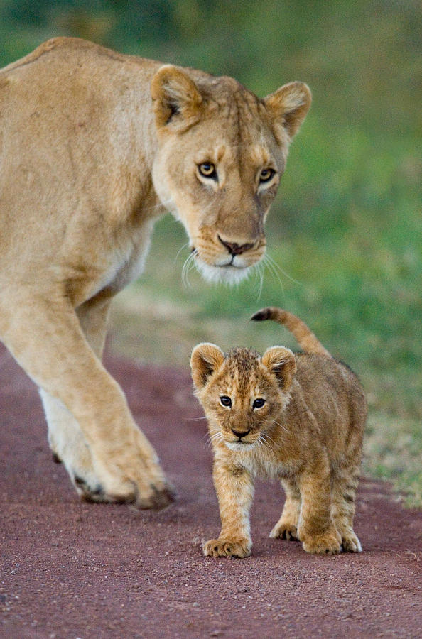 Close-up Of A Lioness And Her Cub Photograph by Panoramic Images