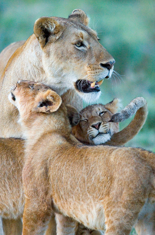 Wildlife Photograph - Close-up Of A Lioness And Her Two Cubs by Panoramic Images