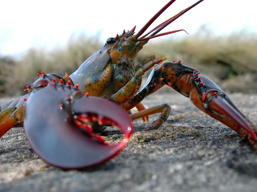 Close-up of a lobster on a rocky surface Photograph by Gmnicholas Close-up of a lobster on a rocky surface Photograph by Gmnicholas