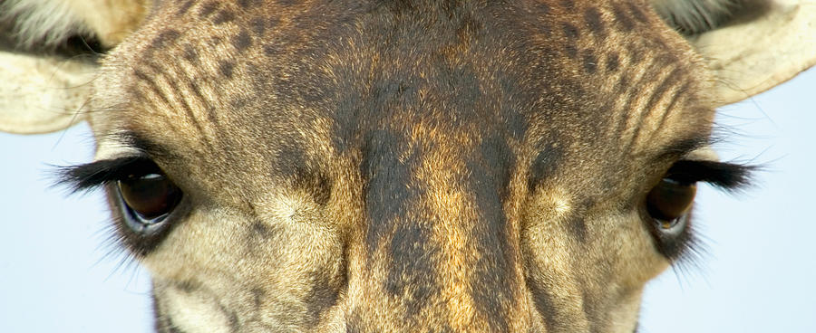 Color Image Photograph - Close-up Of A Maasai Giraffes Eyes by Panoramic Images