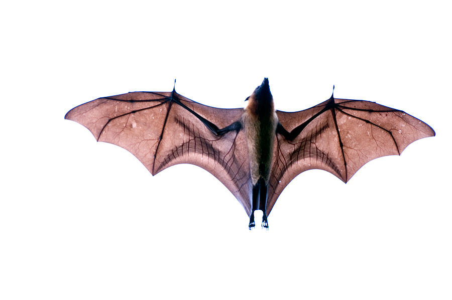 Close-up Of A Madagascan Flying Fox Photograph by Panoramic Images