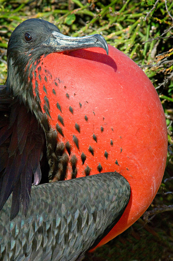 Close-up Of A Magnificent Frigatebird Photograph by Panoramic Images