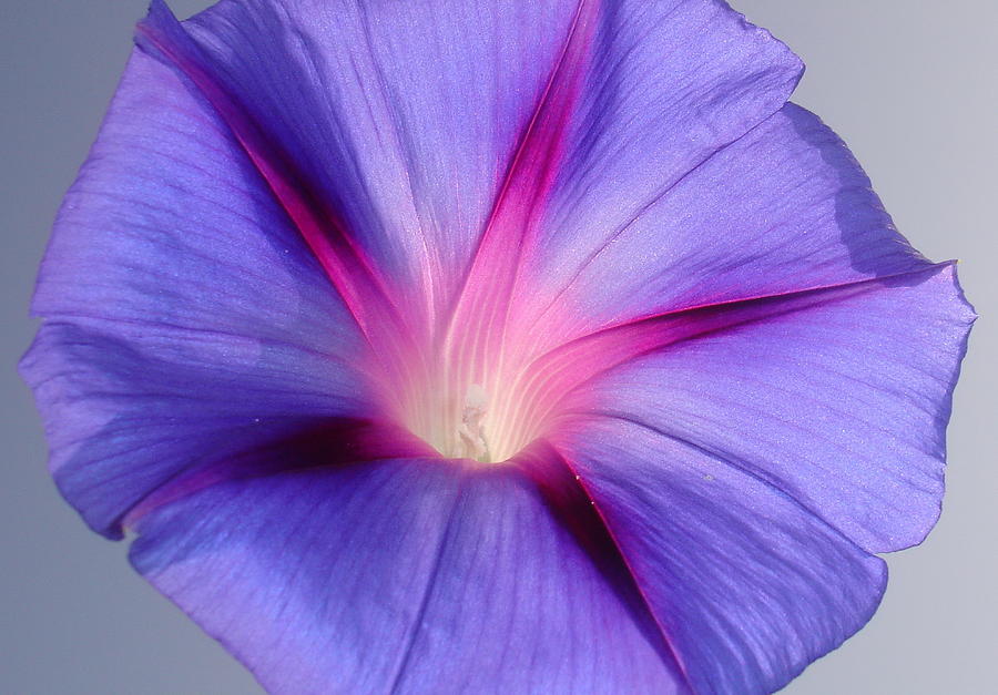 Close Up of A Morning Glory Purple and Pink Flower Photograph by Taiche Acrylic Art