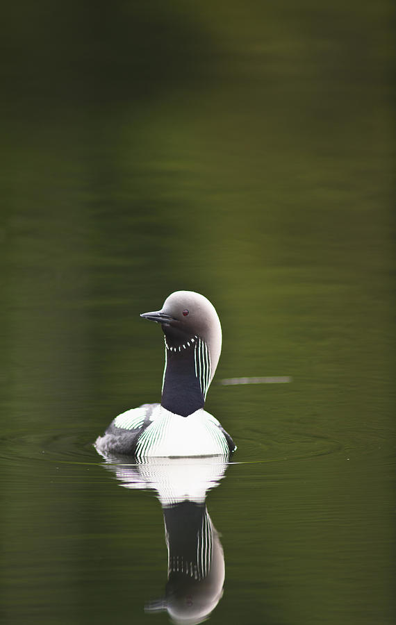 Anchorage Photograph - Close Up Of A Pacific Loon Swimming by Michael Jones