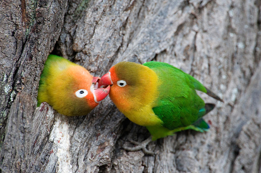 Lovebird Photograph - Close-up Of A Pair Of Lovebirds, Ndutu by Panoramic Images