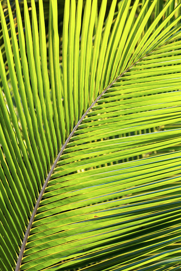 Close Up Of A Palm Tree Branch Glowing Photograph by Michael Interisano ...