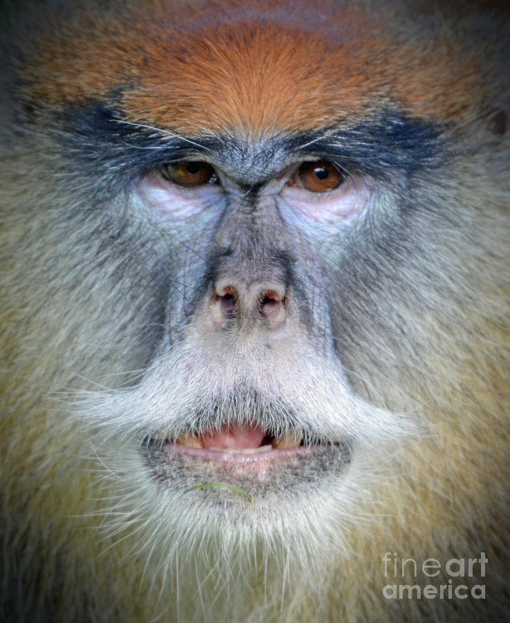 Wildlife Photograph - Close up of a Patas Monkey  by Jim Fitzpatrick