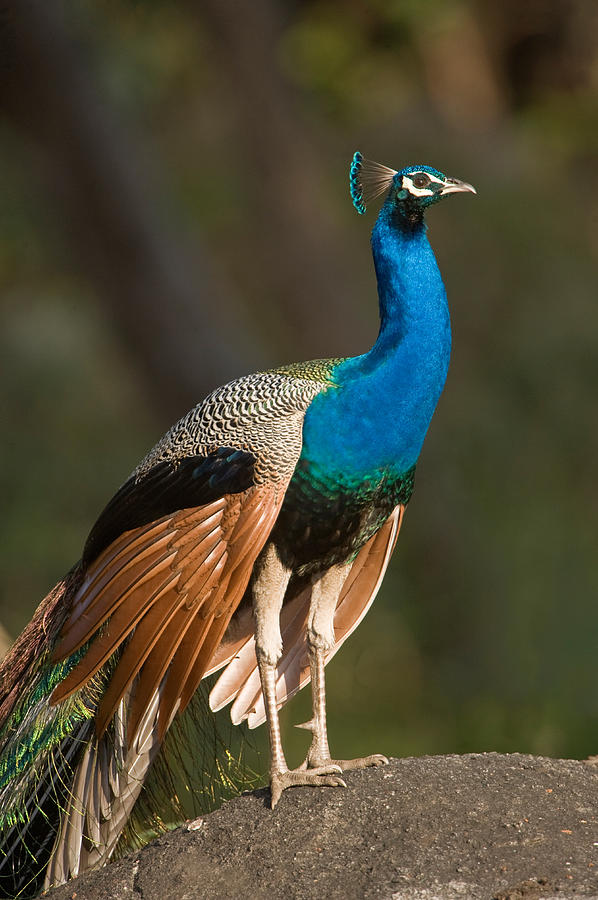 Bandhavgarh National Park Photograph - Close-up Of A Peacock, Bandhavgarh by Panoramic Images