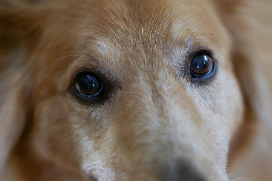 Close Up Of A Pet Dogs Eyes Photograph by Al Petteway & Amy White