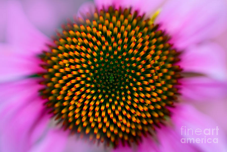 Close up of a pink flower Photograph by Jaroslaw Blaminsky