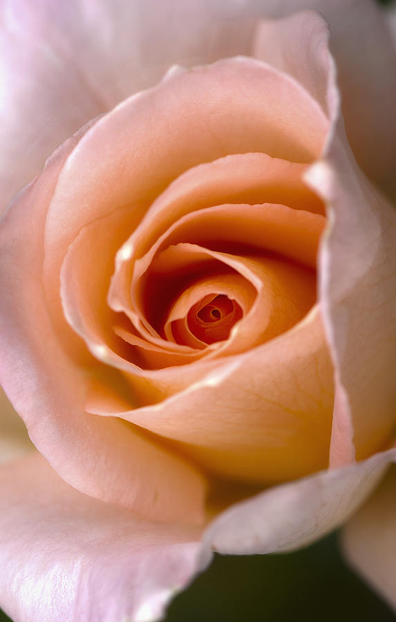 Close Up Of A Pink Rose Berkeley Photograph By Laura Ciapponi - Fine 