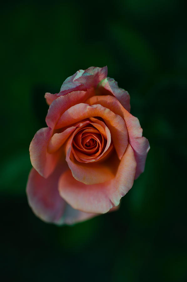 Close-up Of A Pink Rose, Beverly Hills Photograph by Panoramic Images