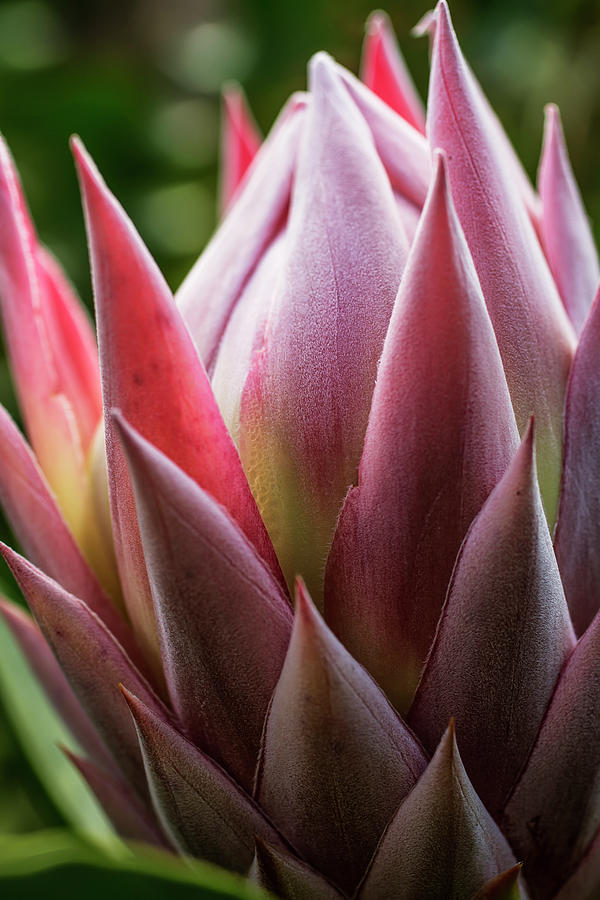 Close Up Of A Pink Tropical Flower Photograph by Scott Mead