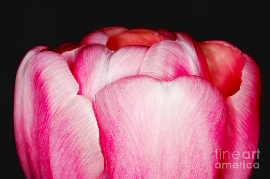 Close-up of a pink tulip Photograph by Nick  Biemans