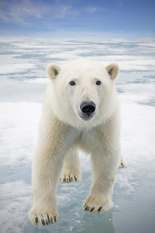 Close Up Of A Polar Bear On Sea Ice Photograph By Steven Kazlowski