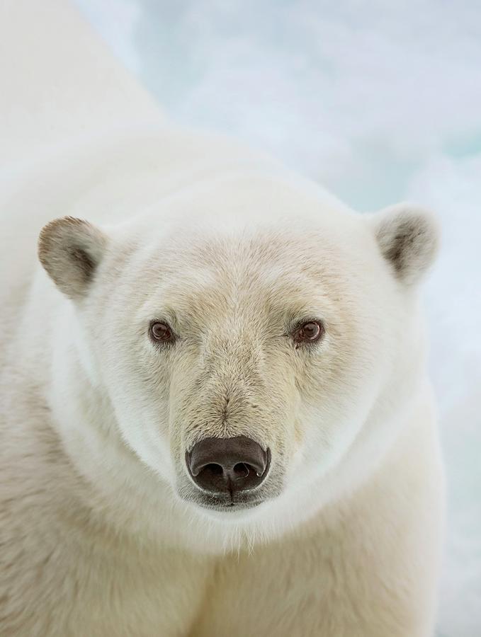 Close Up Of A Polar Bears Head Photograph by Peter J. Raymond