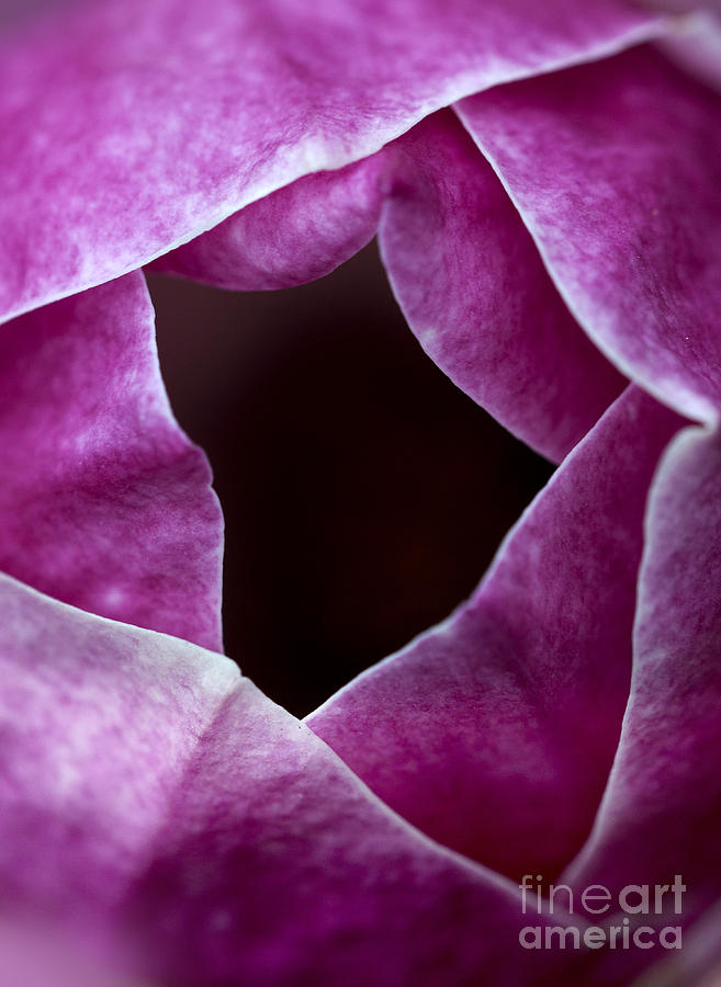 Magnolia Movie Photograph - Close up of a purple mangolia by Jaroslaw Blaminsky