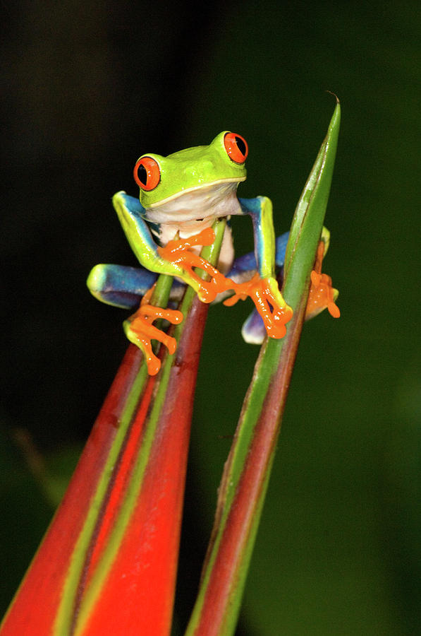 Close-up Of A Red-eyed Tree Frog Photograph by Animal Images - Fine Art ...