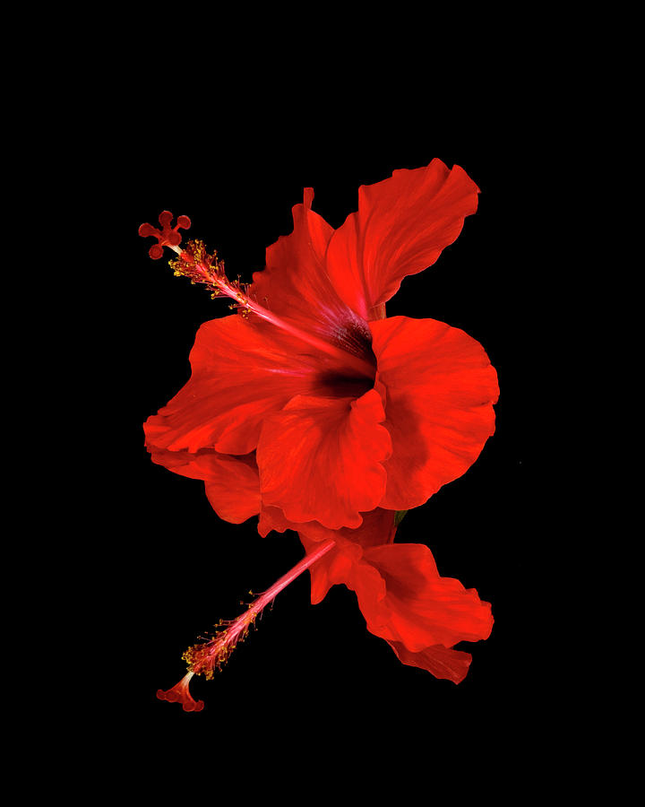 Unique Photograph - Close Up Of A Red Hibiscus Flower by Scott Mead
