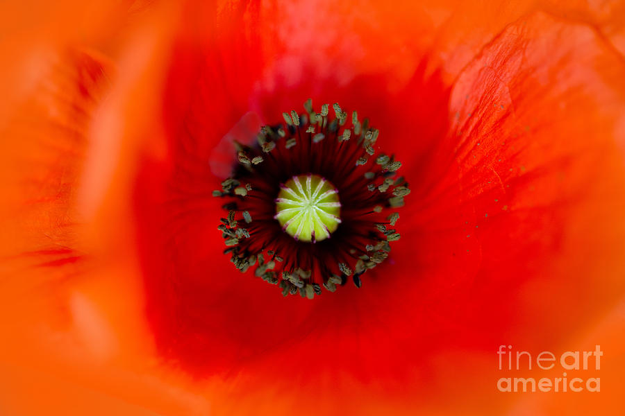 Close up of a red poppy flower Photograph by Jaroslaw Blaminsky