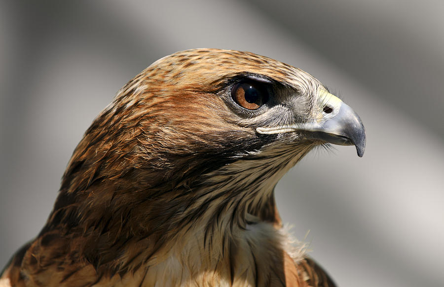 Close-up of a Red Tailed Hawk Buteo Jamaicensis Photograph by ElementalImaging
